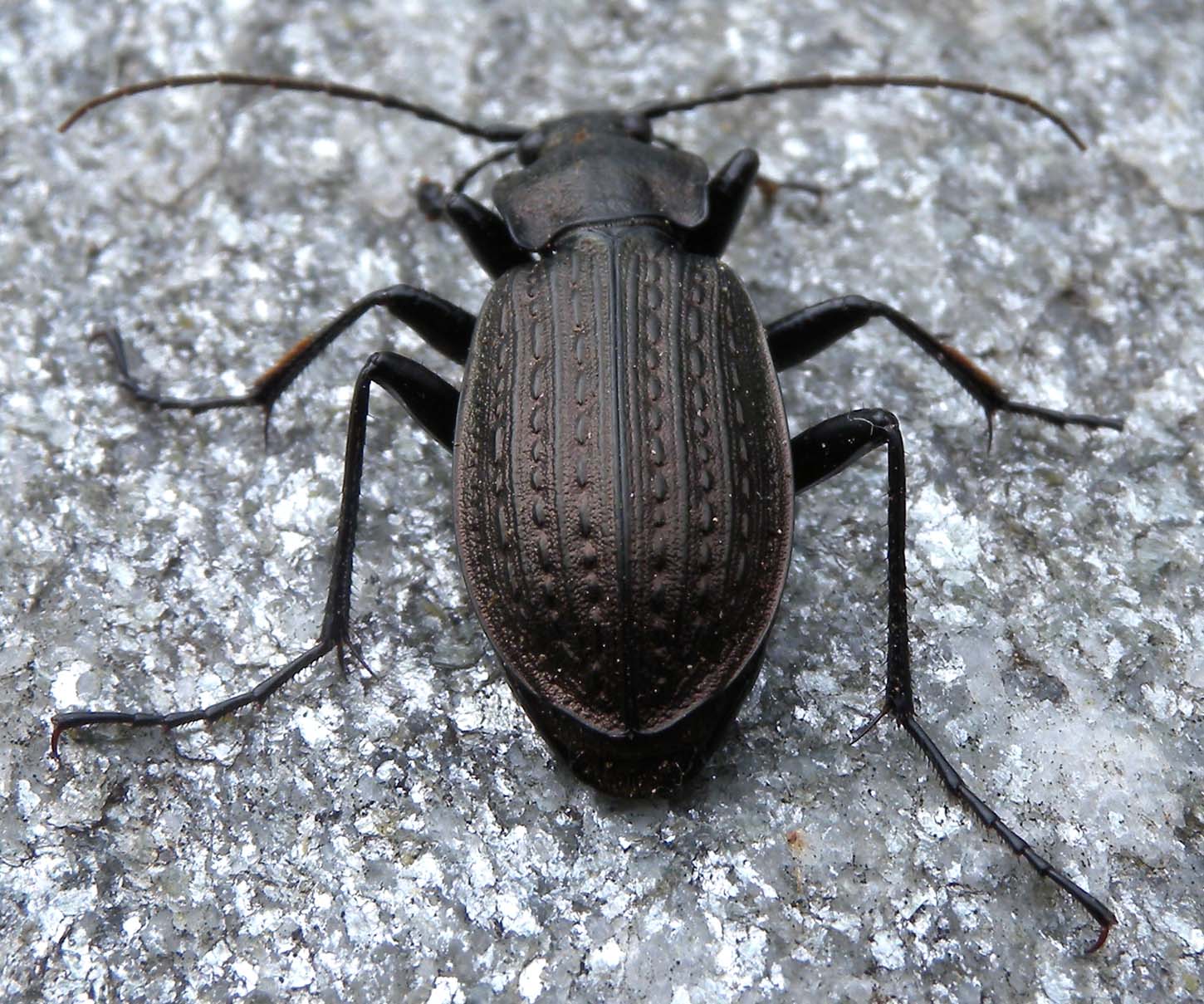 Carabus granulatus